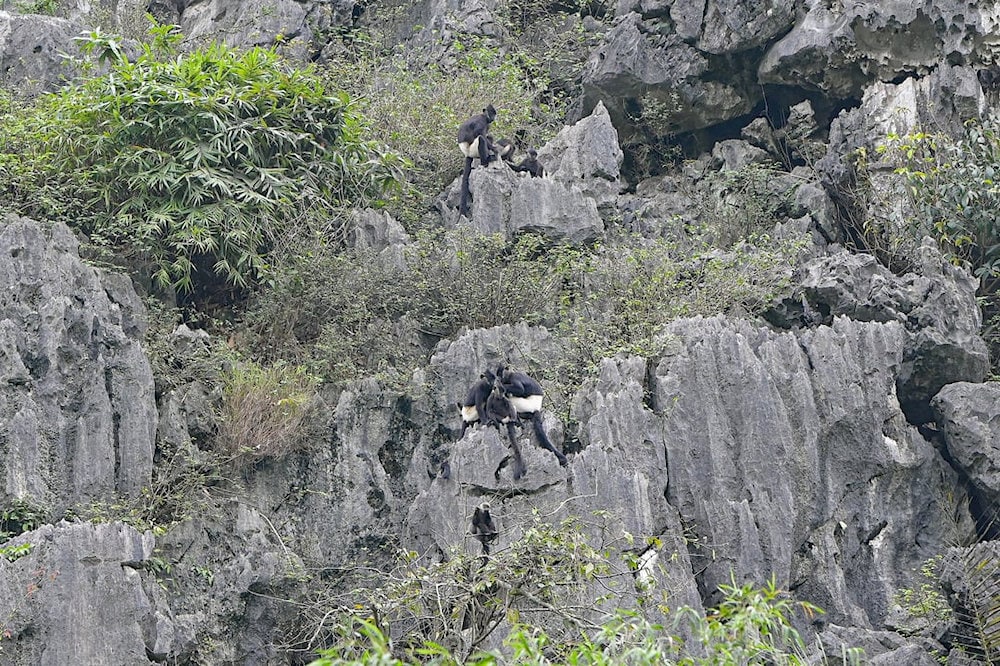 Van Long is home to many rare animals, including the Delacour's langur – a local symbol of wildlife conservation
